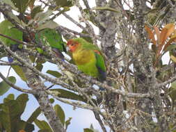 Image of Rusty-faced Parrot