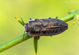 Слика од Tyndaris marginella Fairmaire & Germain 1858