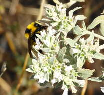 Image of Bombus zonatus Smith 1854