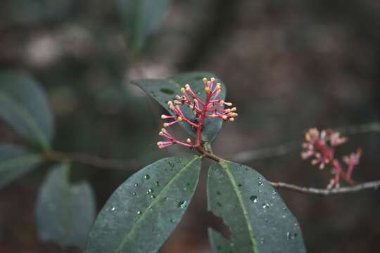 Image of Gentlea micranthera (J. D. Smith) Lundell