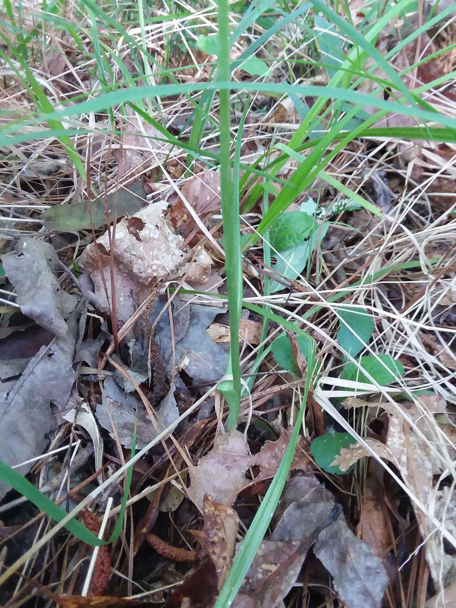 Image of Spiranthes sylvatica P. M. Br.