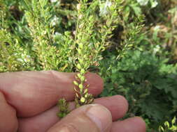 Lepidium apetalum Willd. resmi