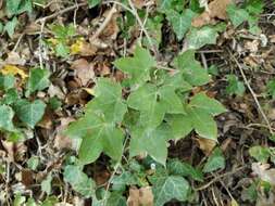 Plancia ëd Acer cappadocicum subsp. cappadocicum