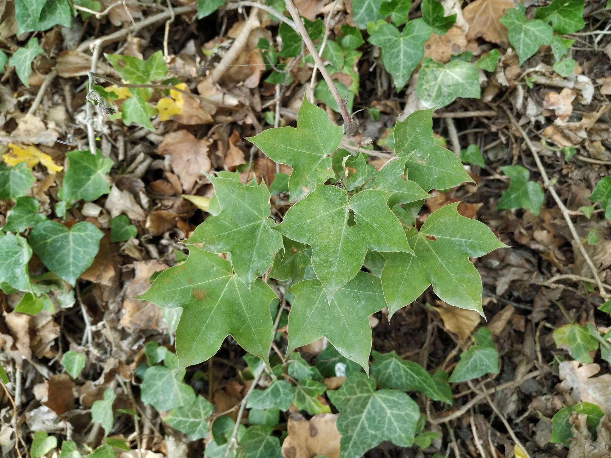 Plancia ëd Acer cappadocicum subsp. cappadocicum