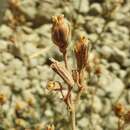 Image de Silene nocteolens Webb & Berth.