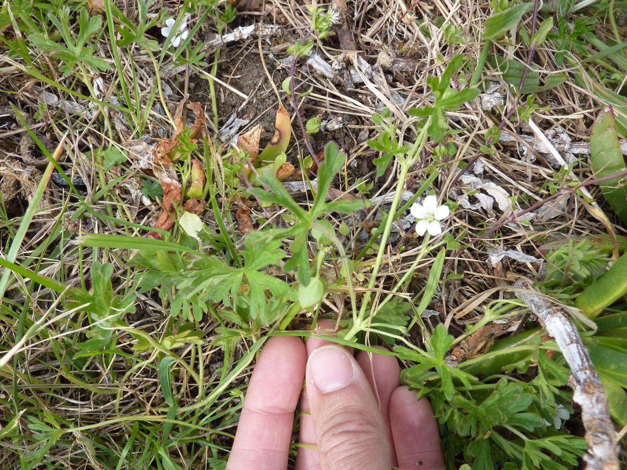 Image of New Zealand geranium