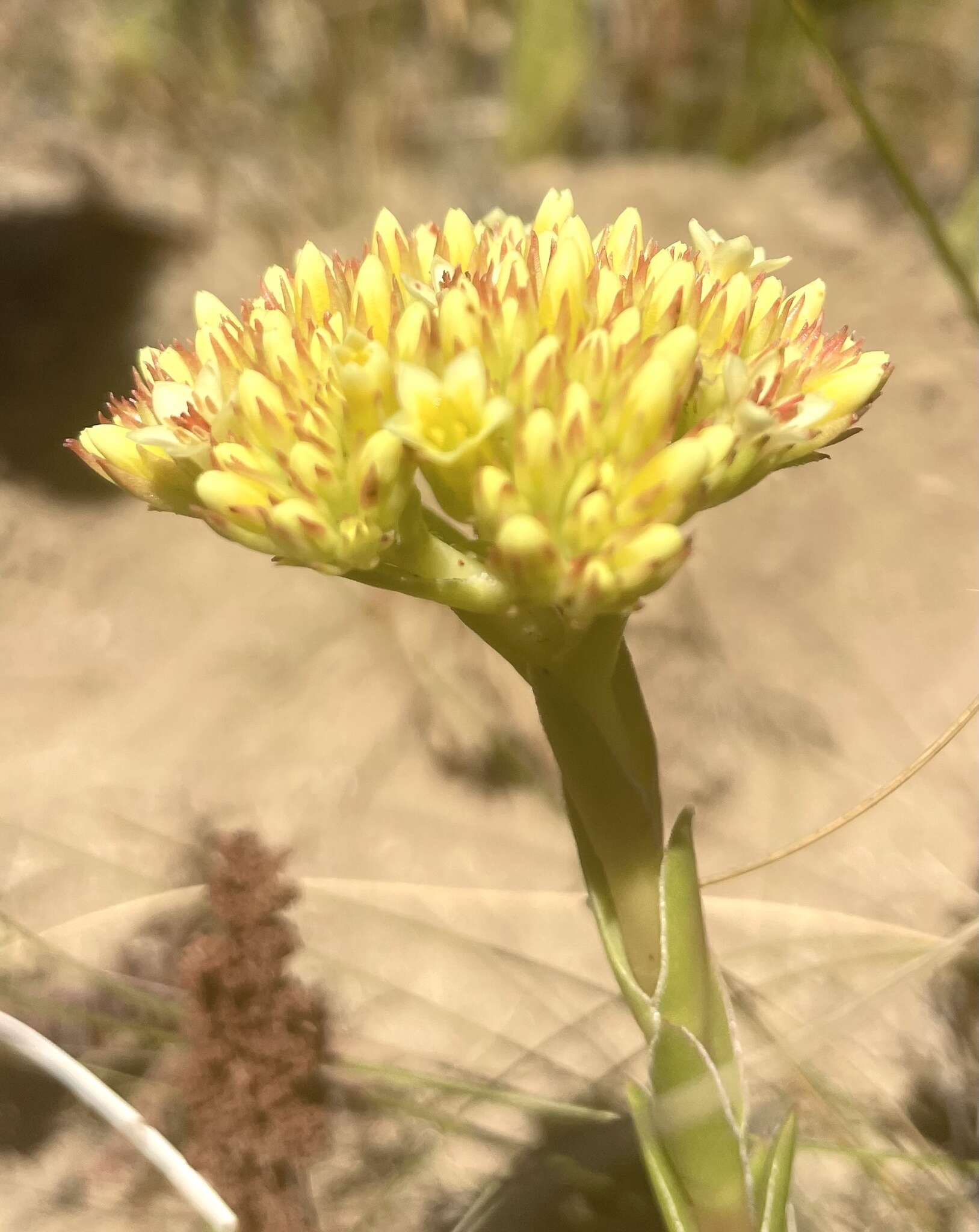 Crassula flava L. resmi