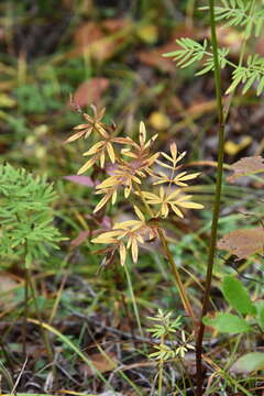 Image of Ostericum maximowiczii (Fr. Schmidt) Kitag.