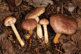 Image of Agaricus dulcidulus Schulzer 1874