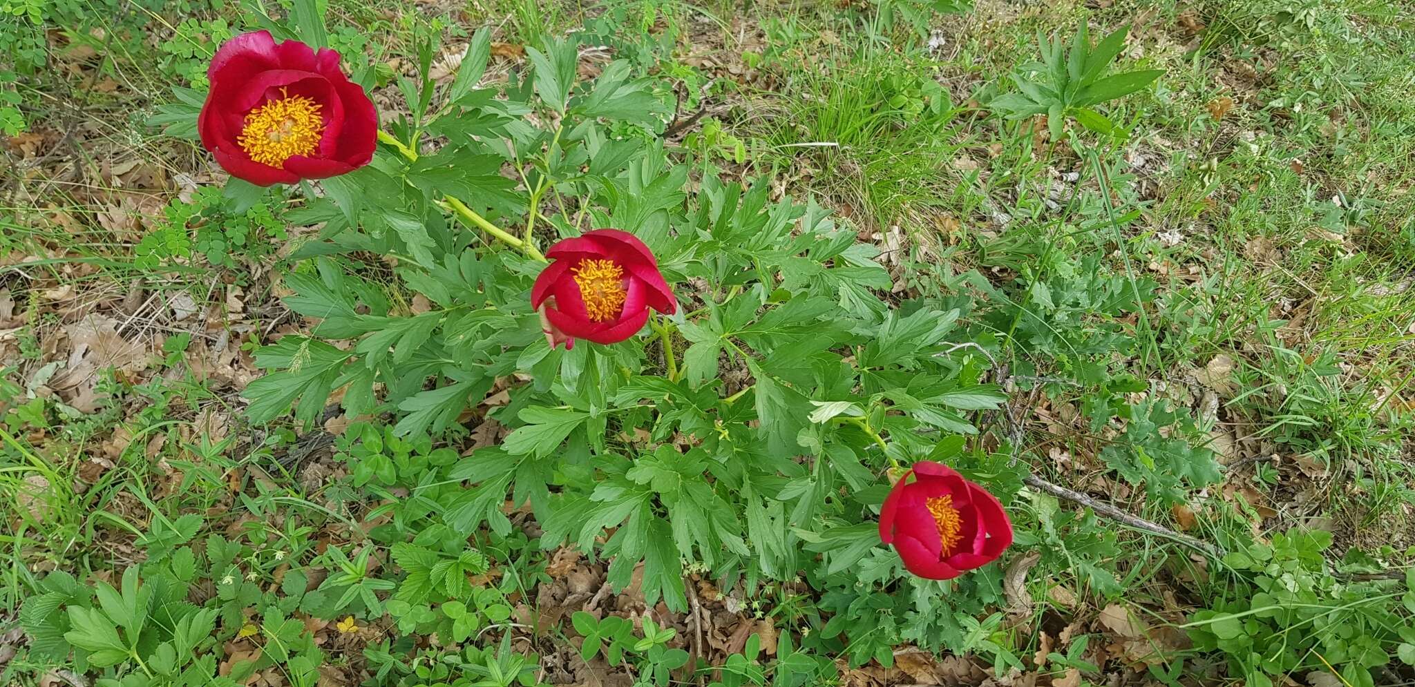 Image of Paeonia peregrina Miller