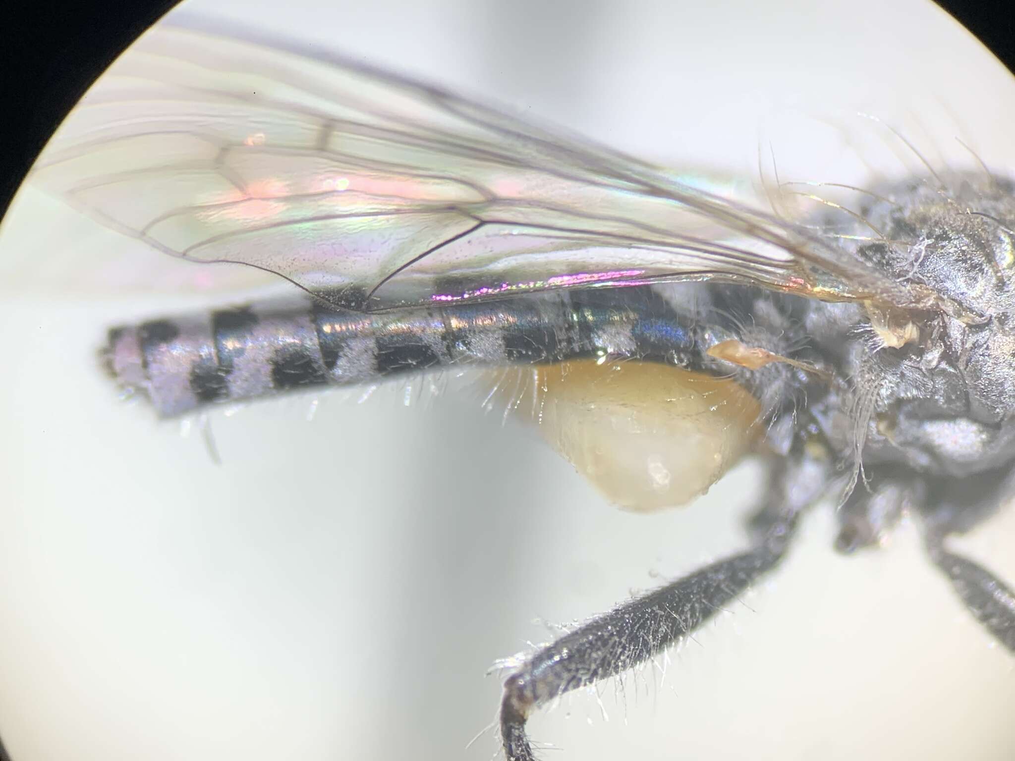 Image of Wilcoxia flavipennis Pollock & Reichert 2019