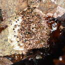 Image of colonial worm shell