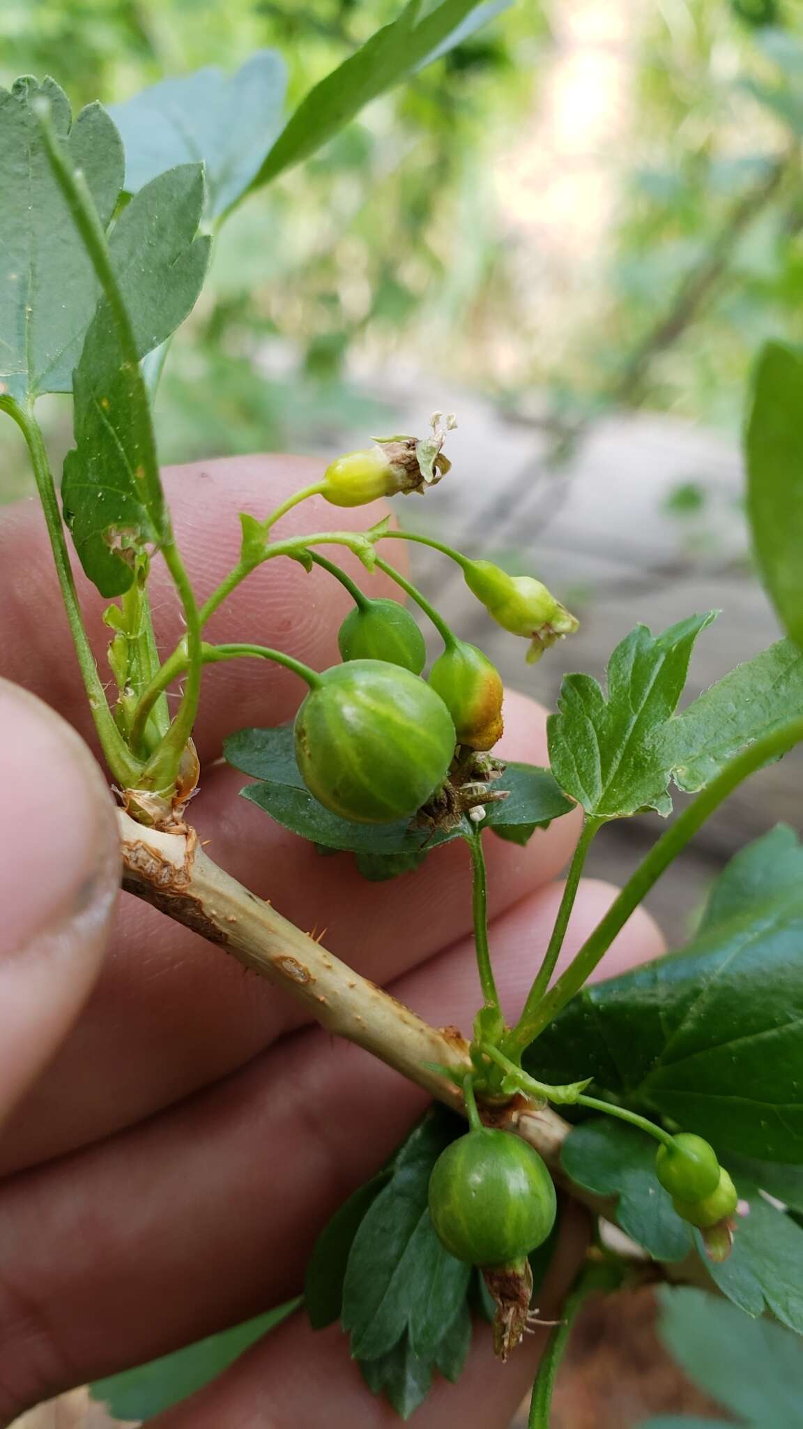 Image of Ribes inerme var. inerme