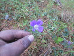 Image of Geranium potentillifolium DC.