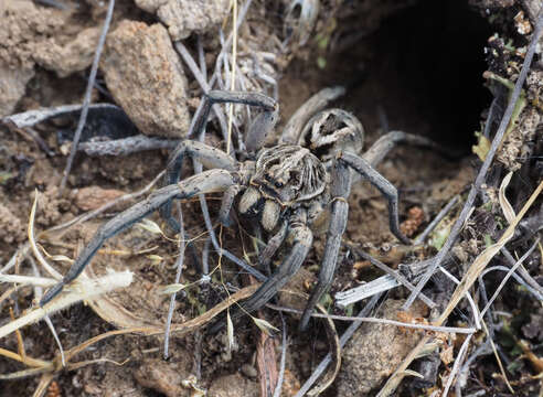 Image of Tasmanicosa godeffroyi (L. Koch 1865)