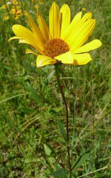 Image of stiff sunflower