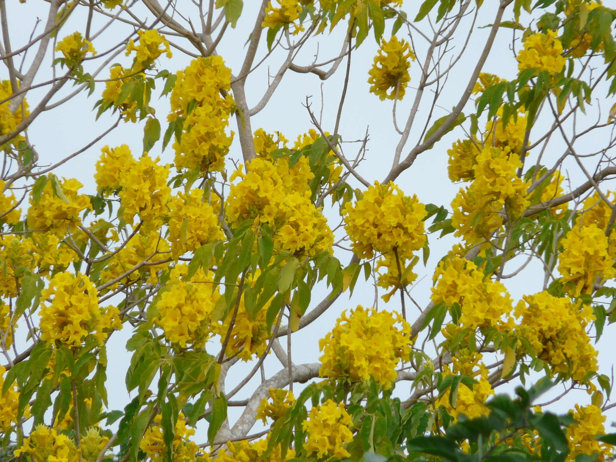 Image of Roseodendron chryseum (S. F. Blake) Miranda