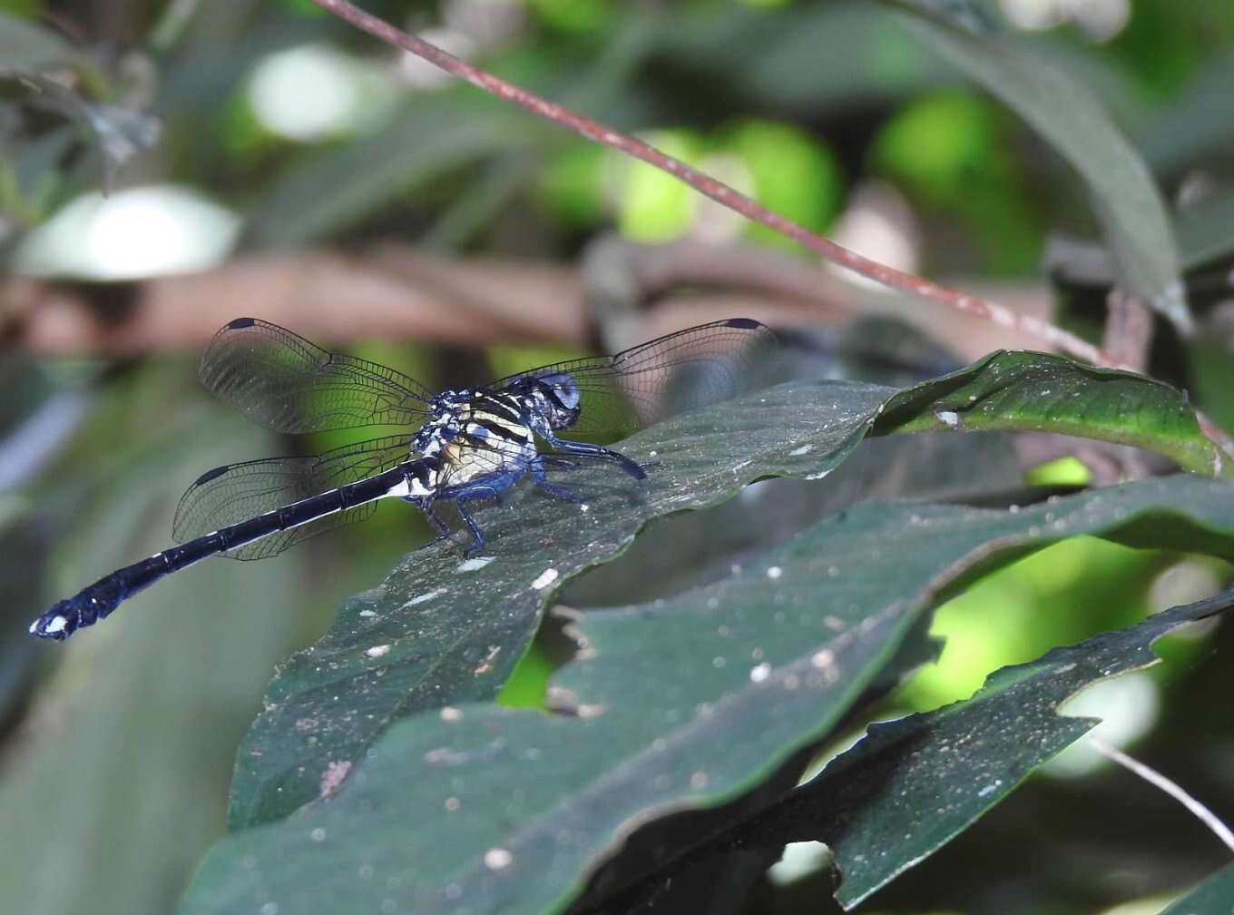 Imagem de Leptogomphus hongkongensis Asahina 1988