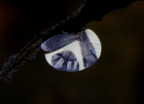 Image of Black-and-white treehopper