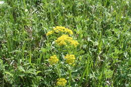 Sivun Zizia aptera (A. Gray) Fern. kuva