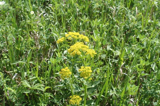 Image of Heart-leaved meadow parsnip