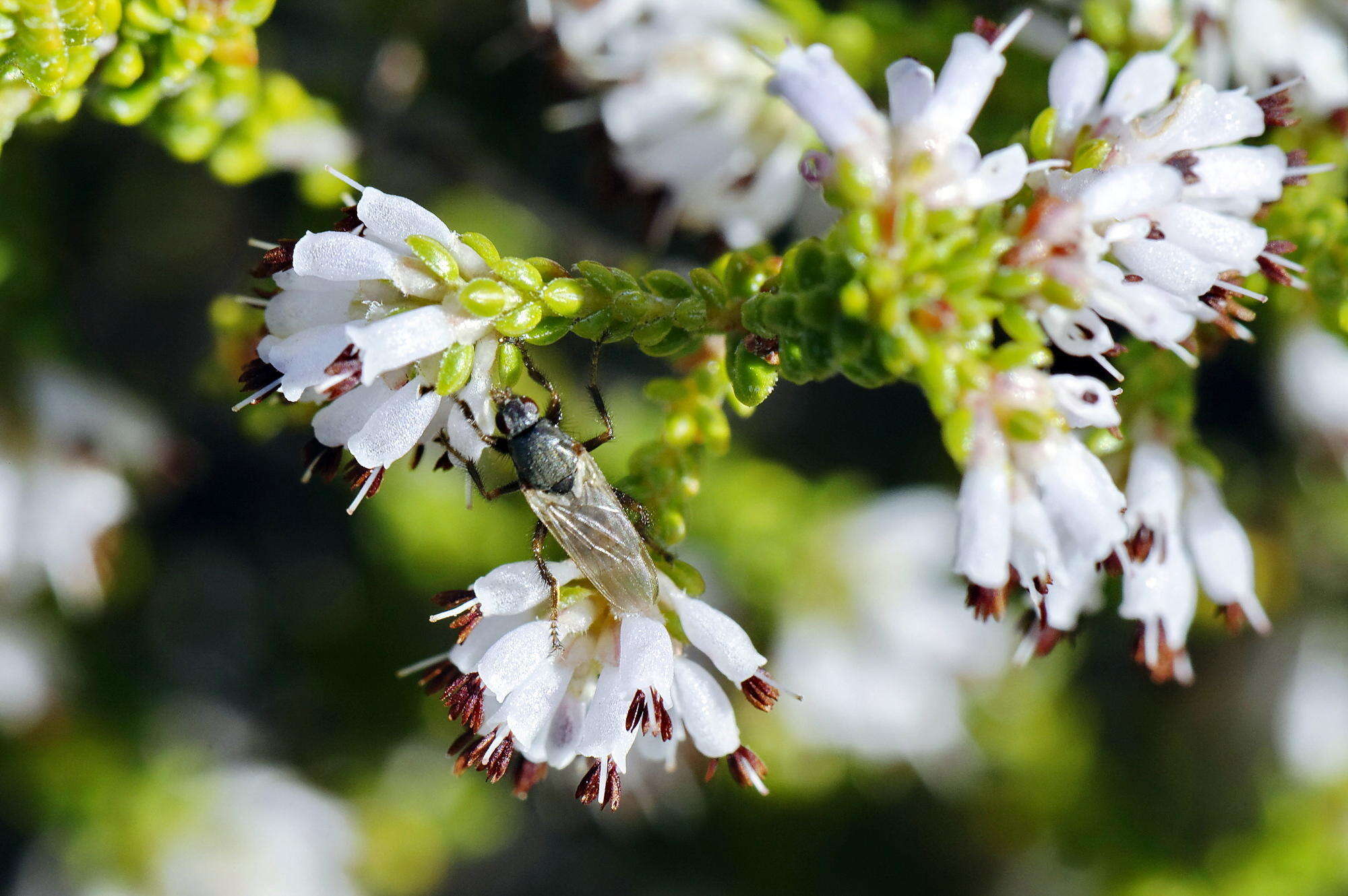 Imagem de Erica labialis Salisb.