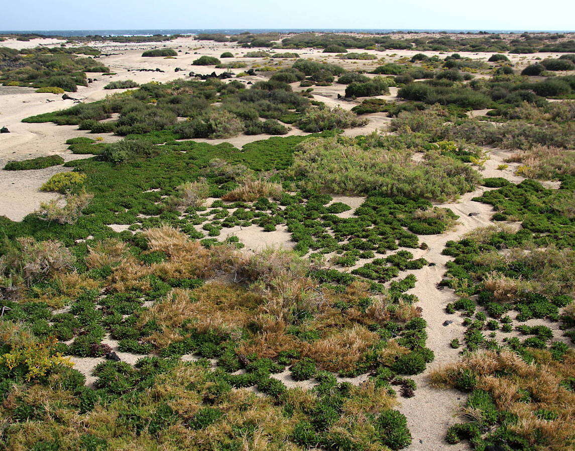 Image of Limonium bollei (Webb ex Wangerin) Erben