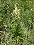 Слика од Digitalis grandiflora Mill.