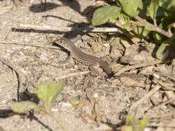 Image de Ameiva bifrontata Cope 1862