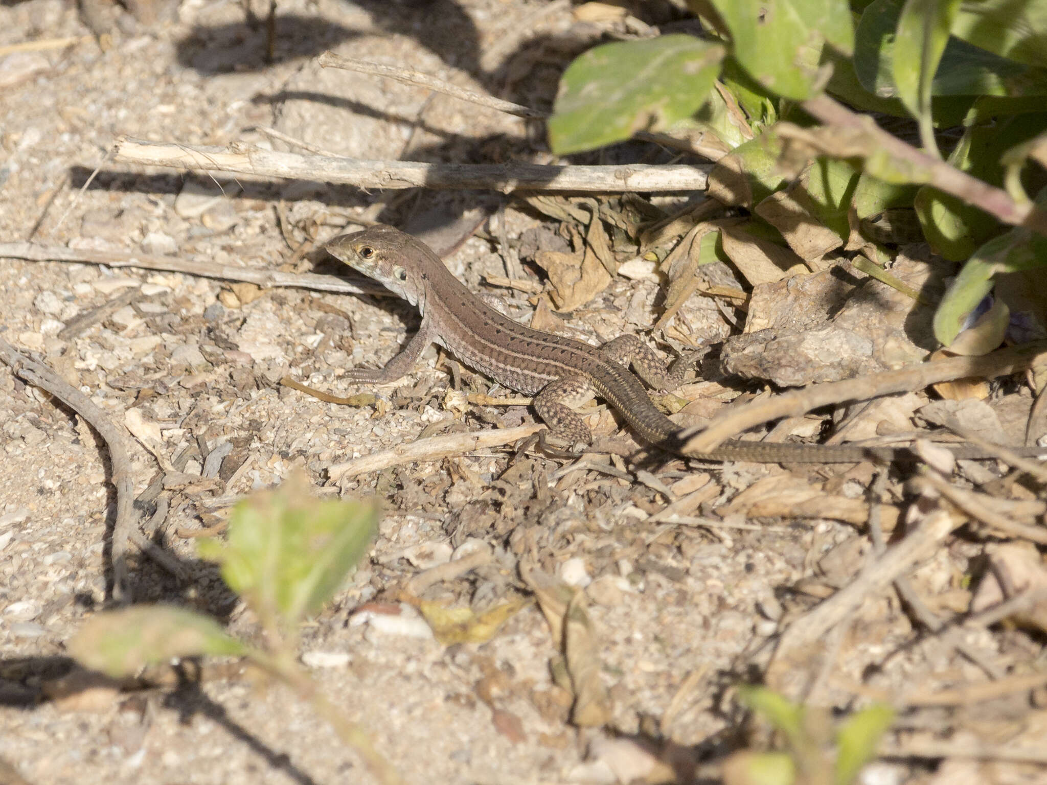 Image of Cope's Ameiva