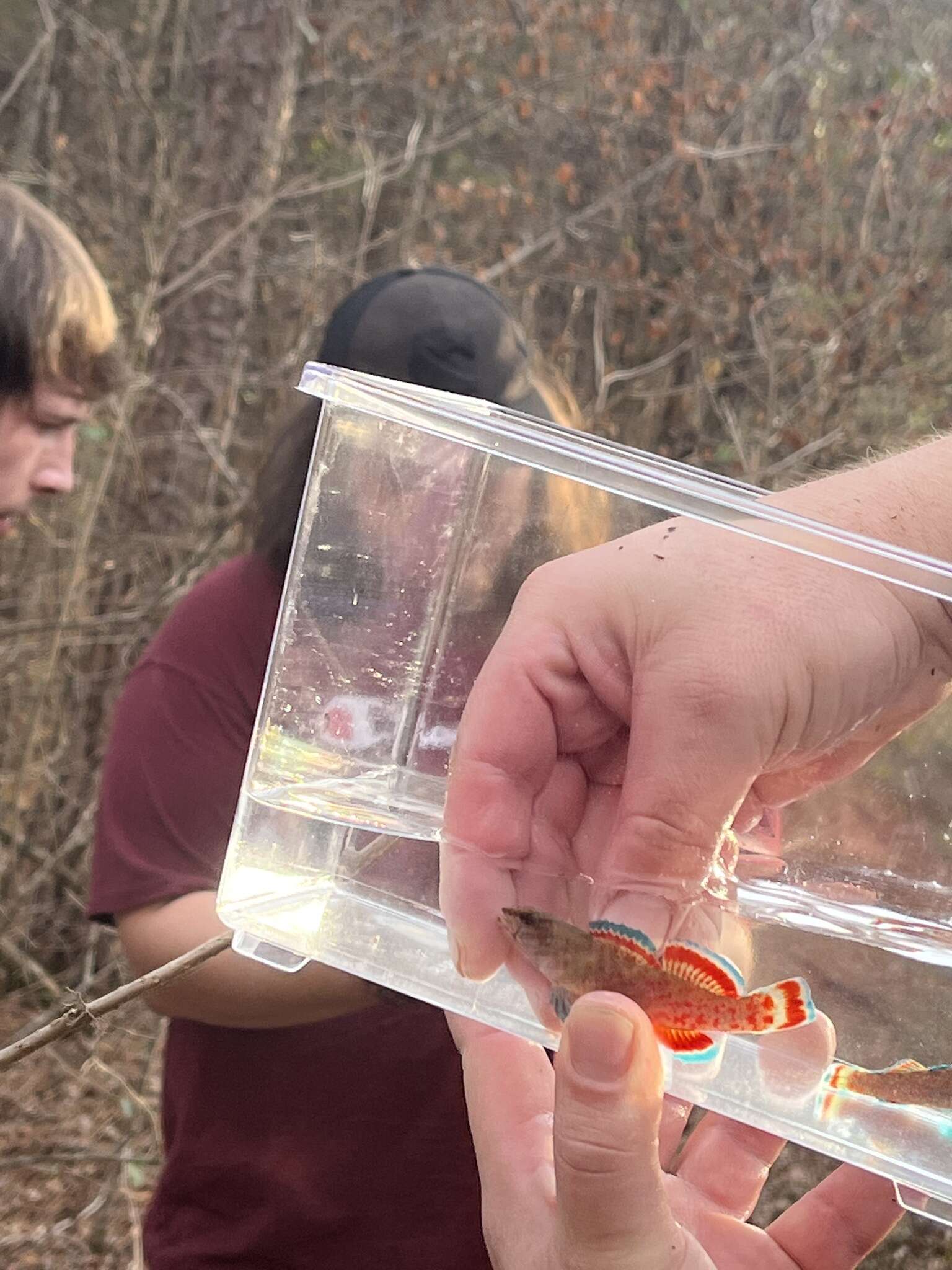 Sivun Etheostoma artesiae (Hay 1881) kuva