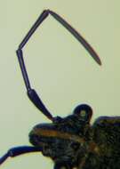 Image of Camptopus tragacanthae (Kolenati 1845)