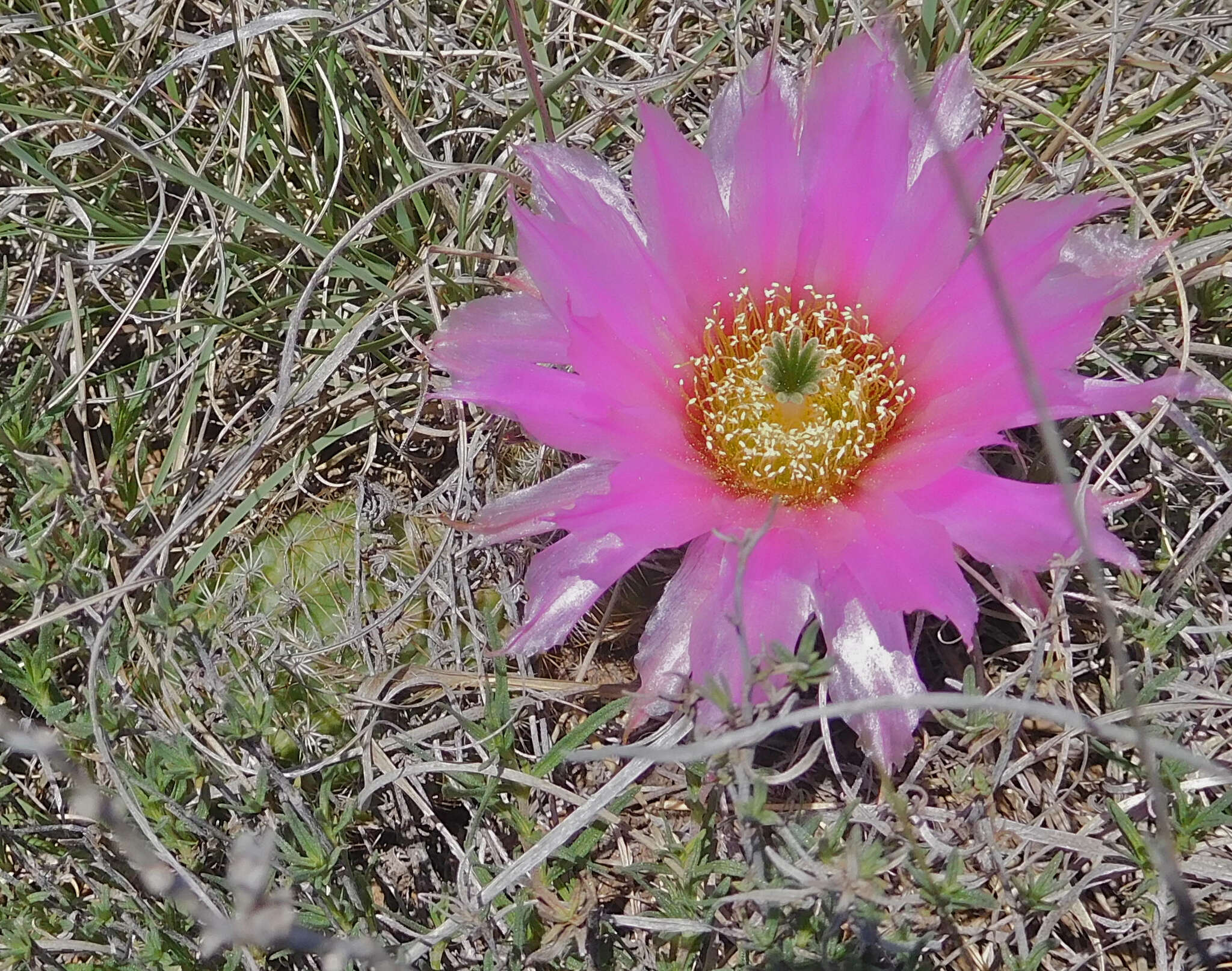 Image of Echinocereus reichenbachii var. perbellus (Britton & Rose) L. D. Benson