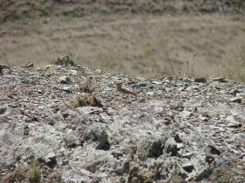 Image of Hume's Lark