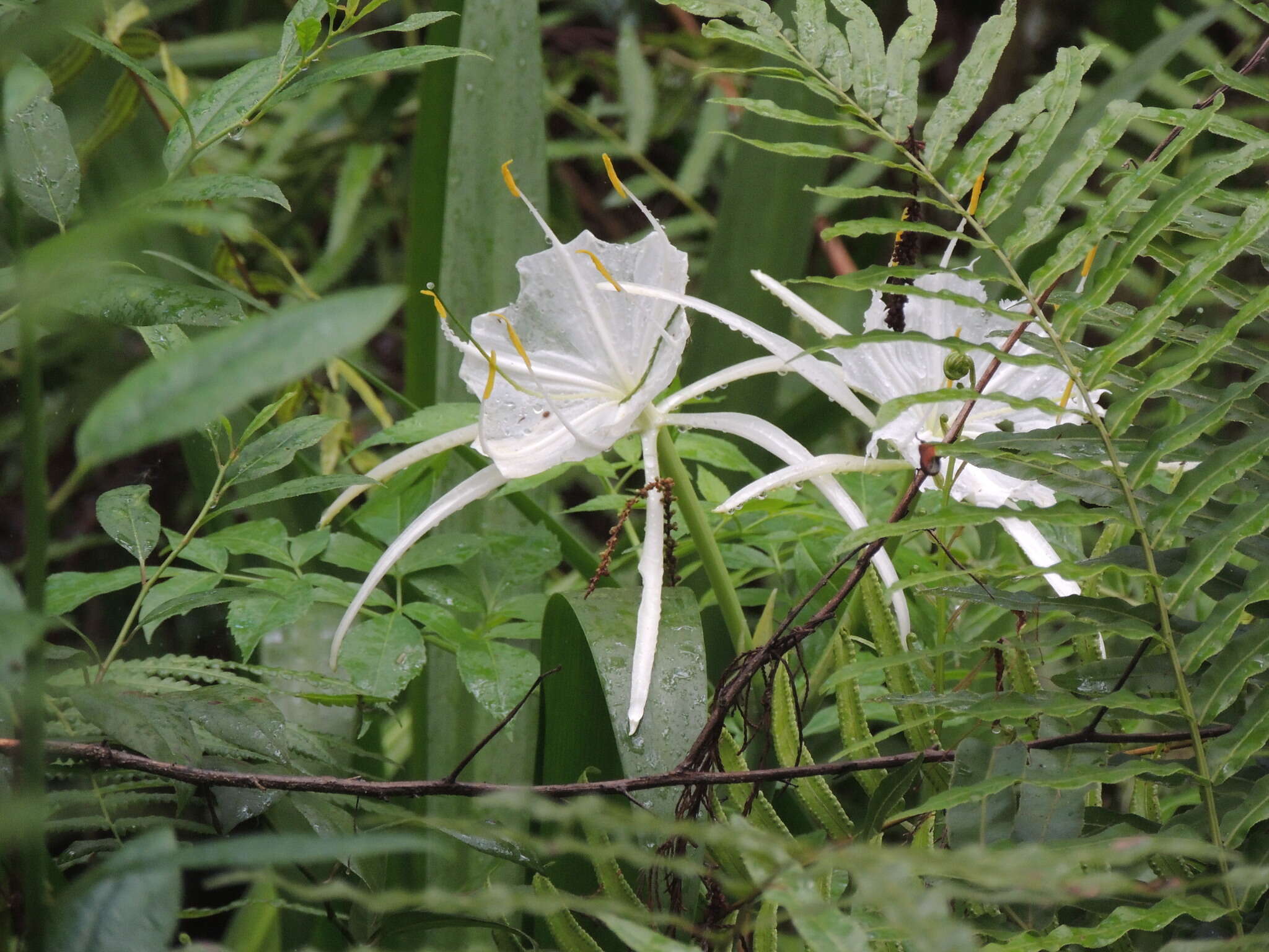 Image of Florida spiderlily