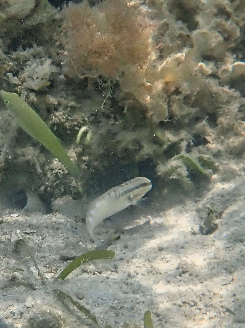 Image de Amblygobius stethophthalmus (Bleeker 1851)