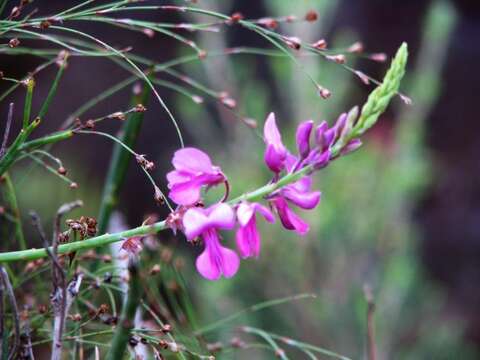 Plancia ëd Indigofera filifolia Thunb.