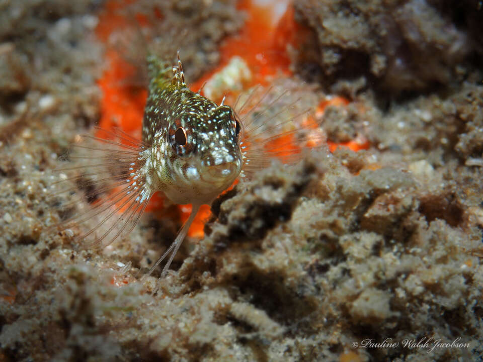 Image of Rosy Blenny