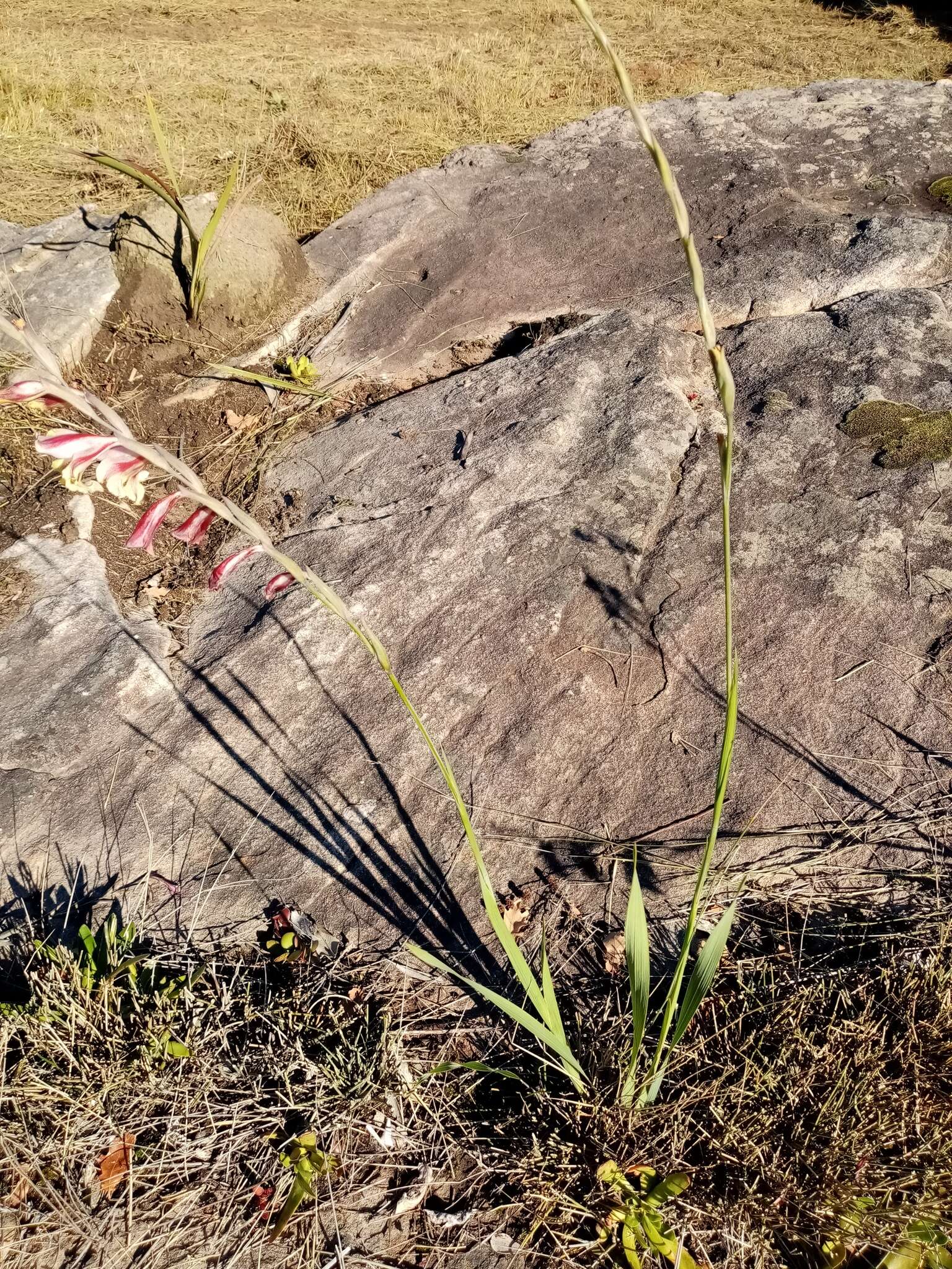 Image of Gladiolus guthriei F. Bolus