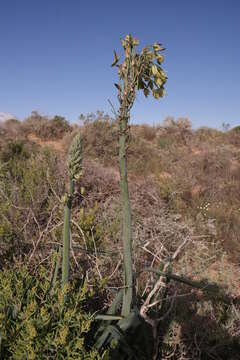 Image de Albuca grandis J. C. Manning & Goldblatt