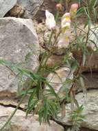 Antirrhinum onubense (Fernández Casas) J. Fernández Casas的图像