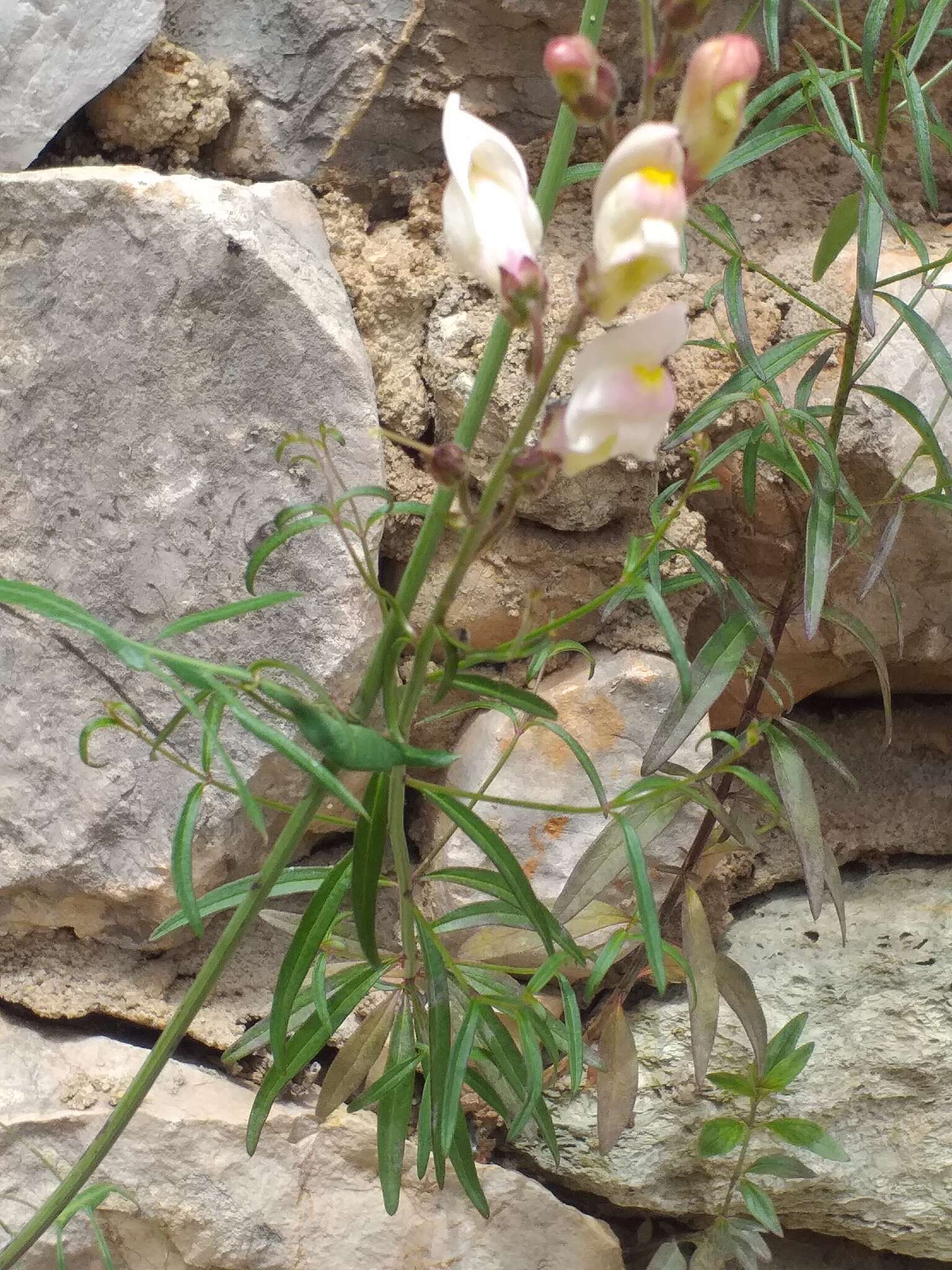Antirrhinum onubense (Fernández Casas) J. Fernández Casas的图像