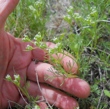 Image of plains sandparsley