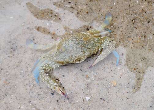 Image of Pacific blue swimming crab