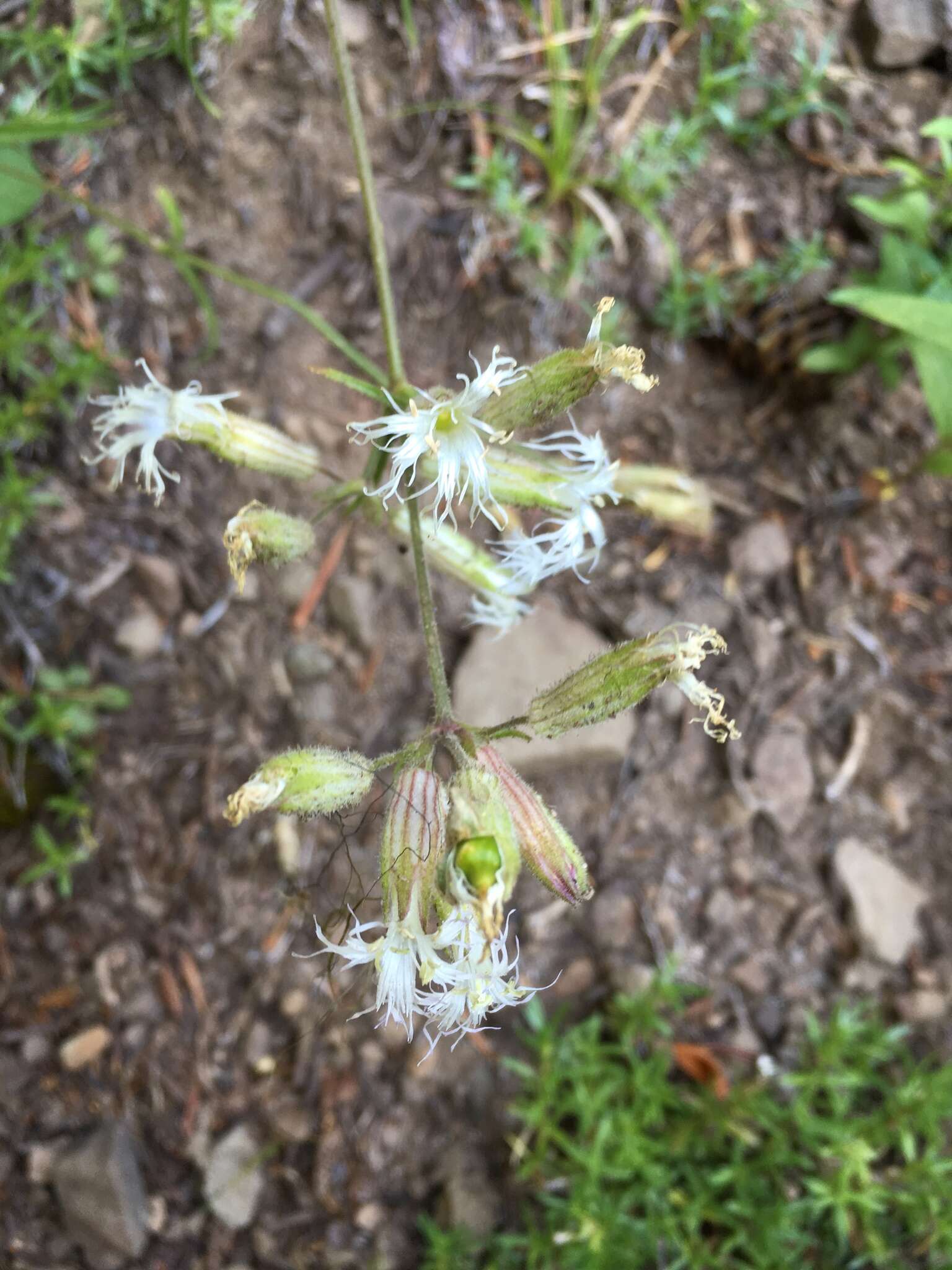 Слика од Silene oregana S. Wats.