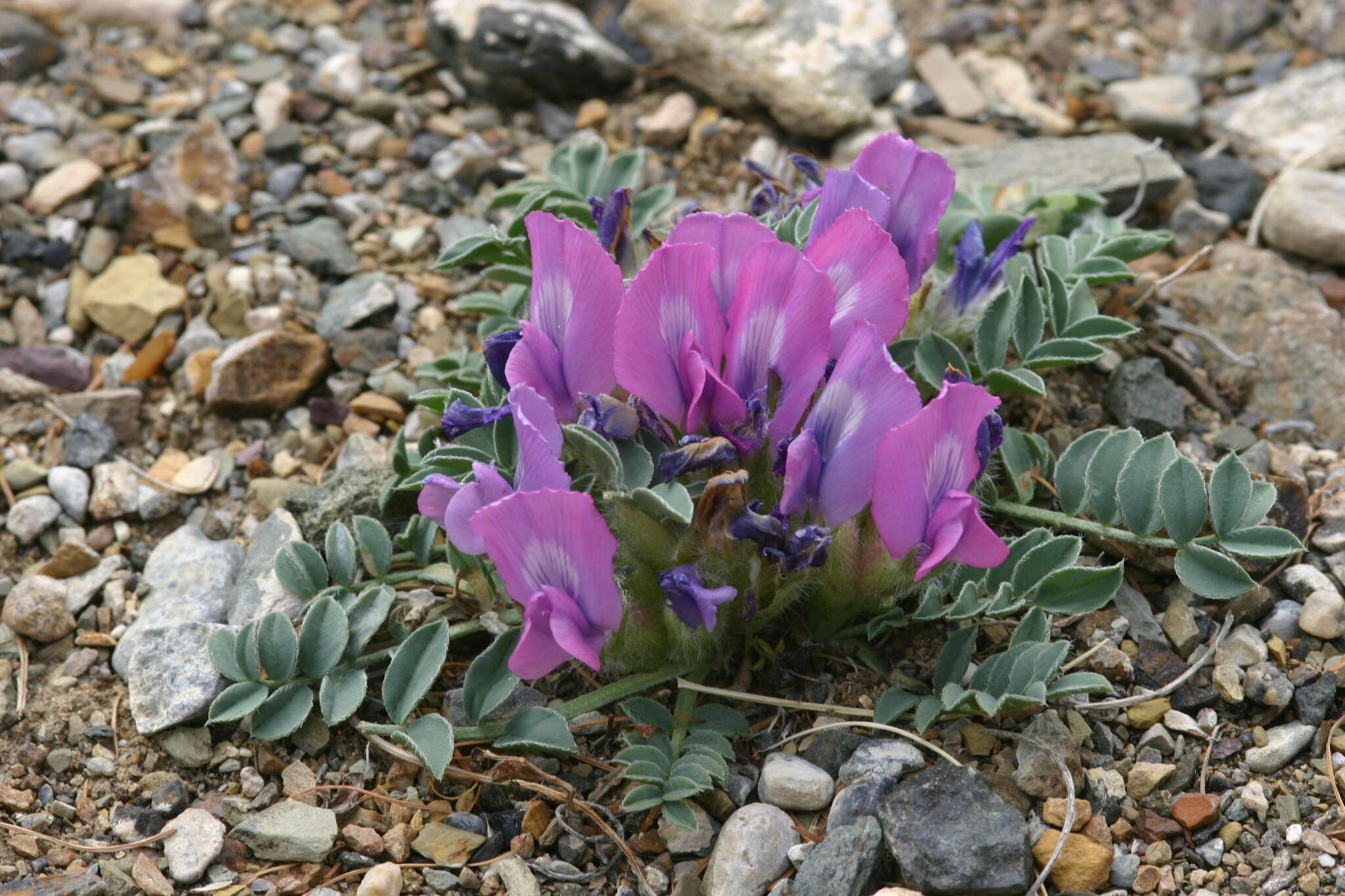 Image de Oxytropis intermedia Bunge