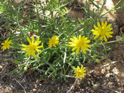 Plancia ëd Senecio glaucus L.