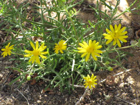 Plancia ëd Senecio glaucus L.