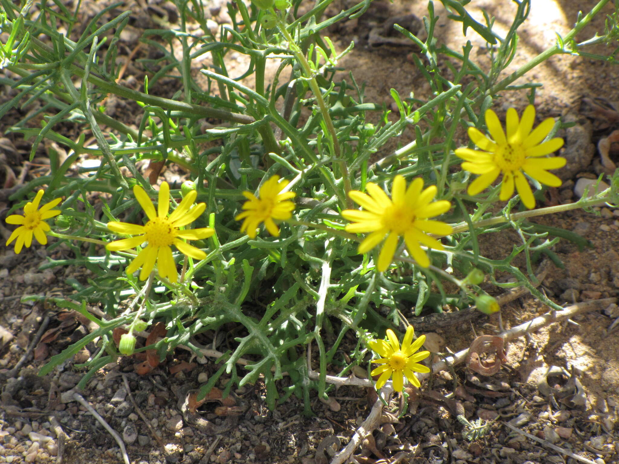 Image of Senecio glaucus L.