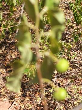 Image de Grewia lavanalensis Baill.